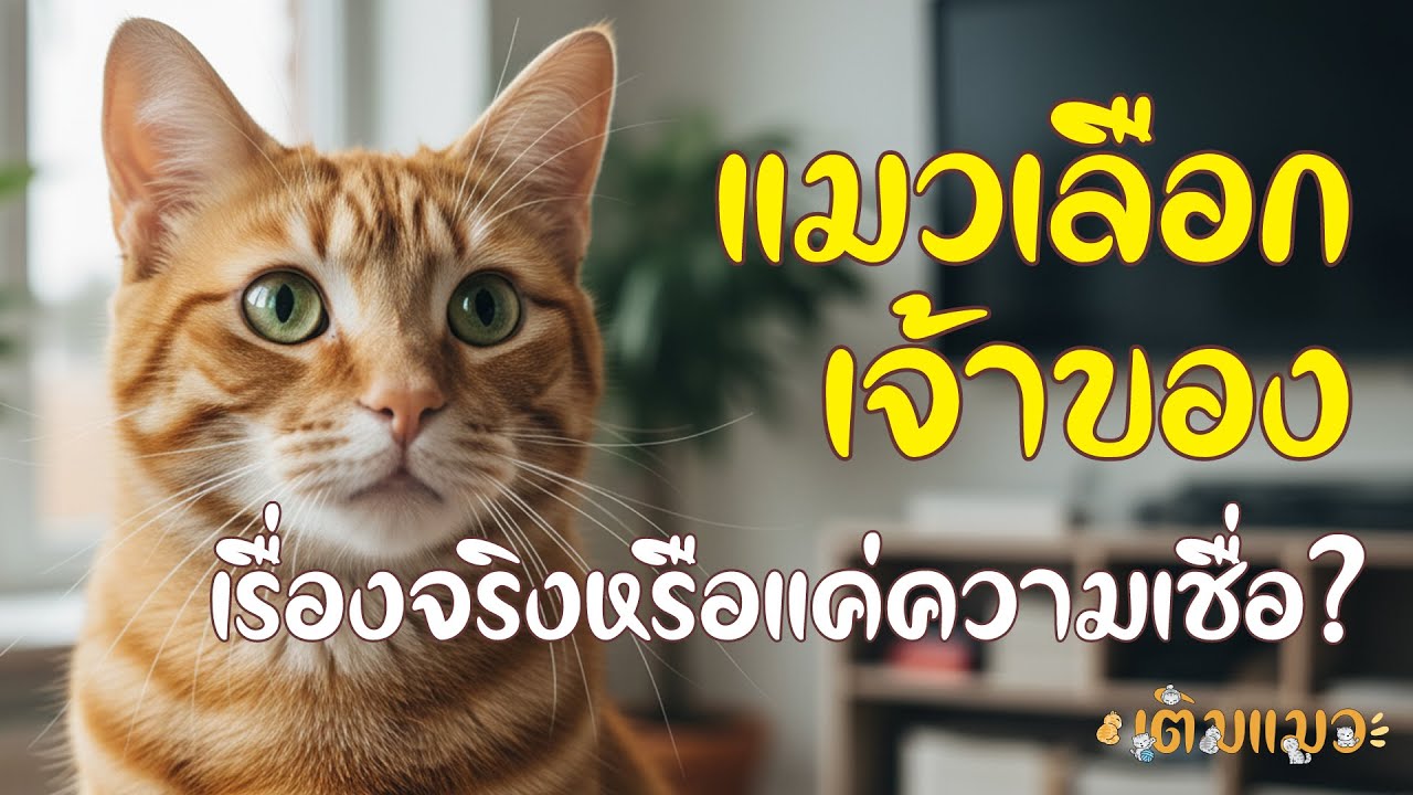 แมวเลือกเจ้าของ เรื่องจริงหรือแค่ความเชื่อ? | เติมแมว