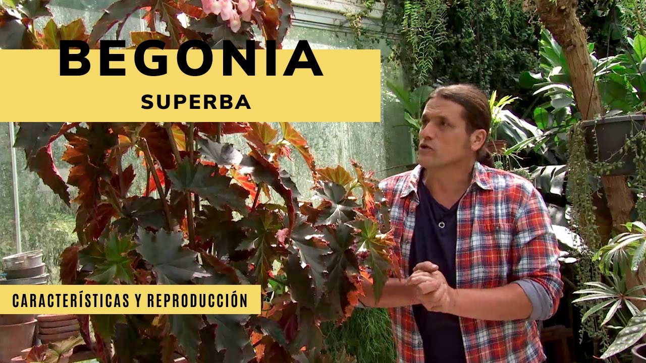BEGONIA Superba “Irene nuss” 👩‍🌾 Características y reproducción por esquejes 🌱  Jardinatis