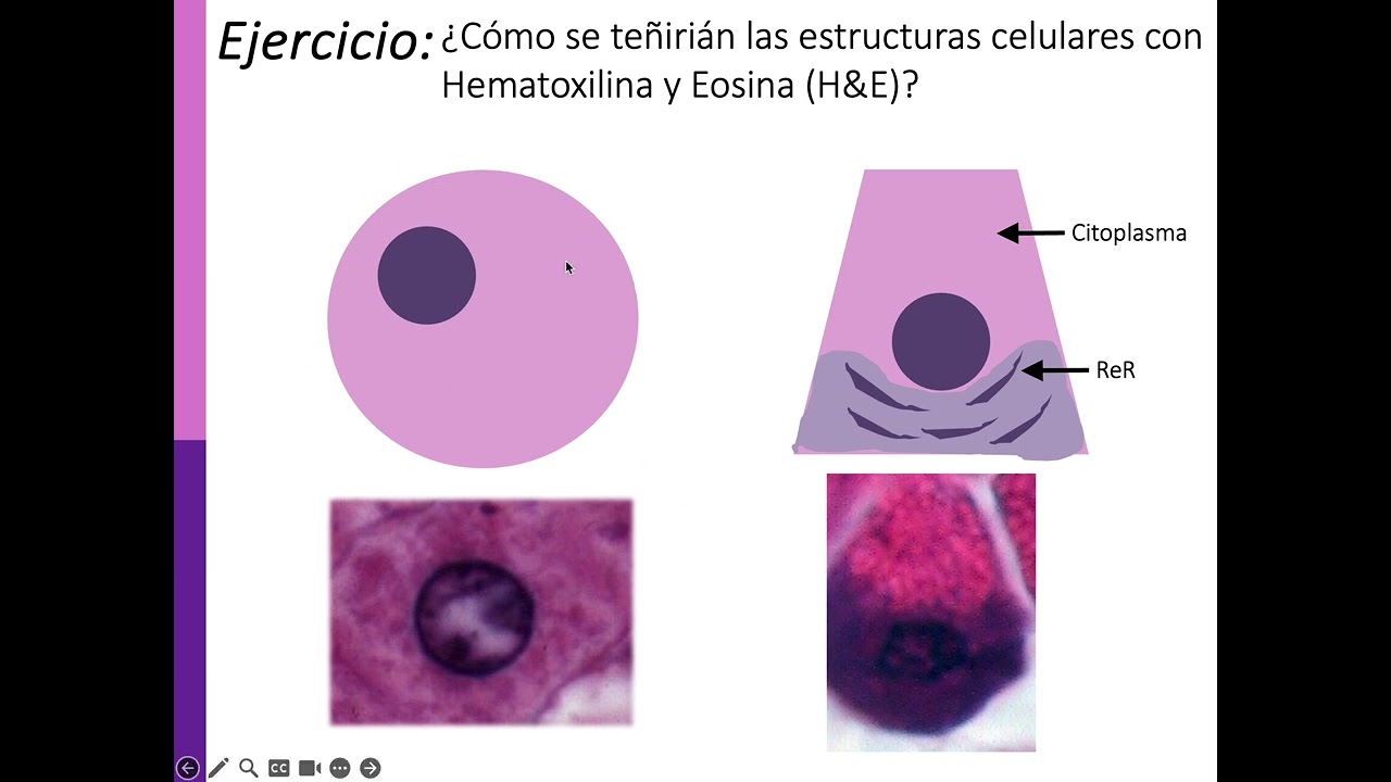 Tinciones (Generalidades + hematoxilina y Eosina)