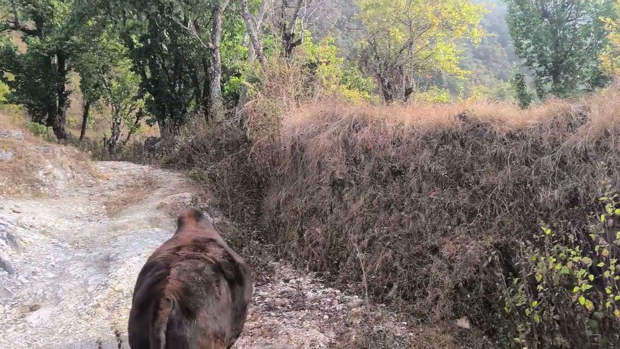 वन जंगल 