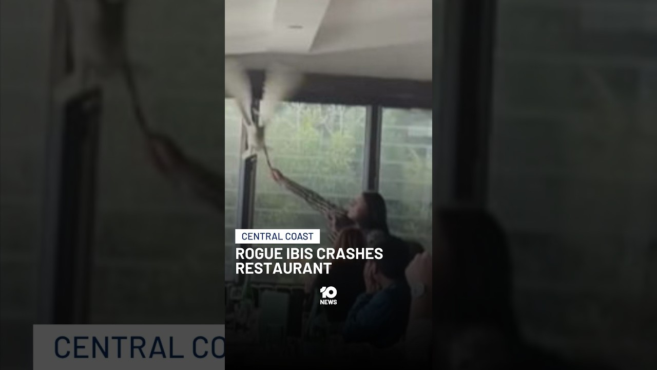 Rogue Ibis Crashes Restaurant | 10 News