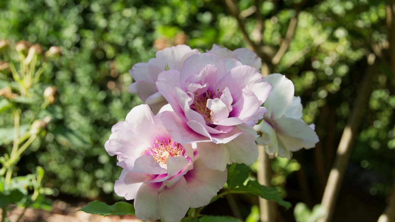 Jardins de Maizicourt - parc naturel à visiter