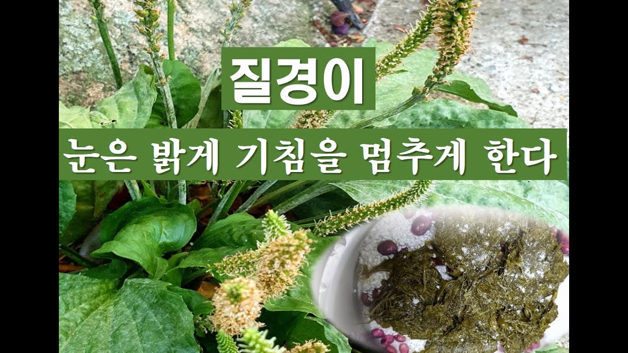 질경이 /개구리잎 - 눈을 밝게 기침을 멈추게