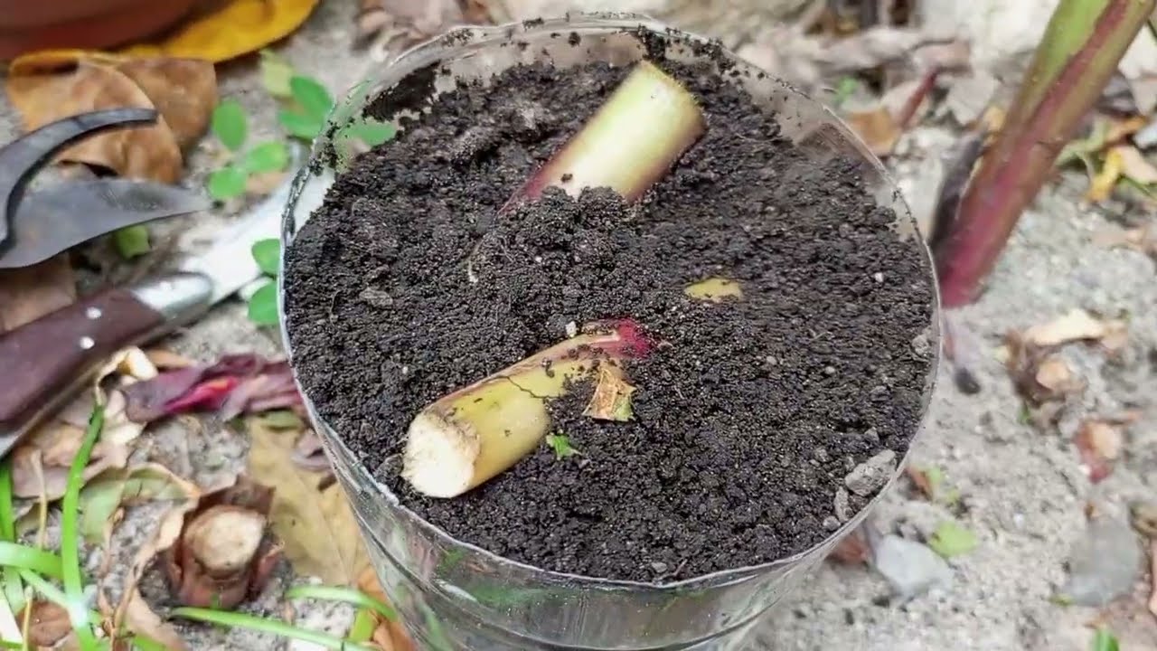 Ésto nadie te lo enseñado? Como reproducir Bandera, o Flor de platanillo, por esqueje.🌱🪻🌷🪴