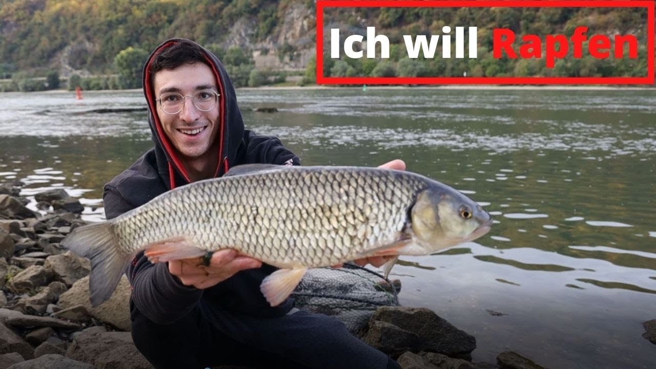 Auf der Suche nach den Rapfen | Mit Poppern am Fluss + Livebiss | 4K