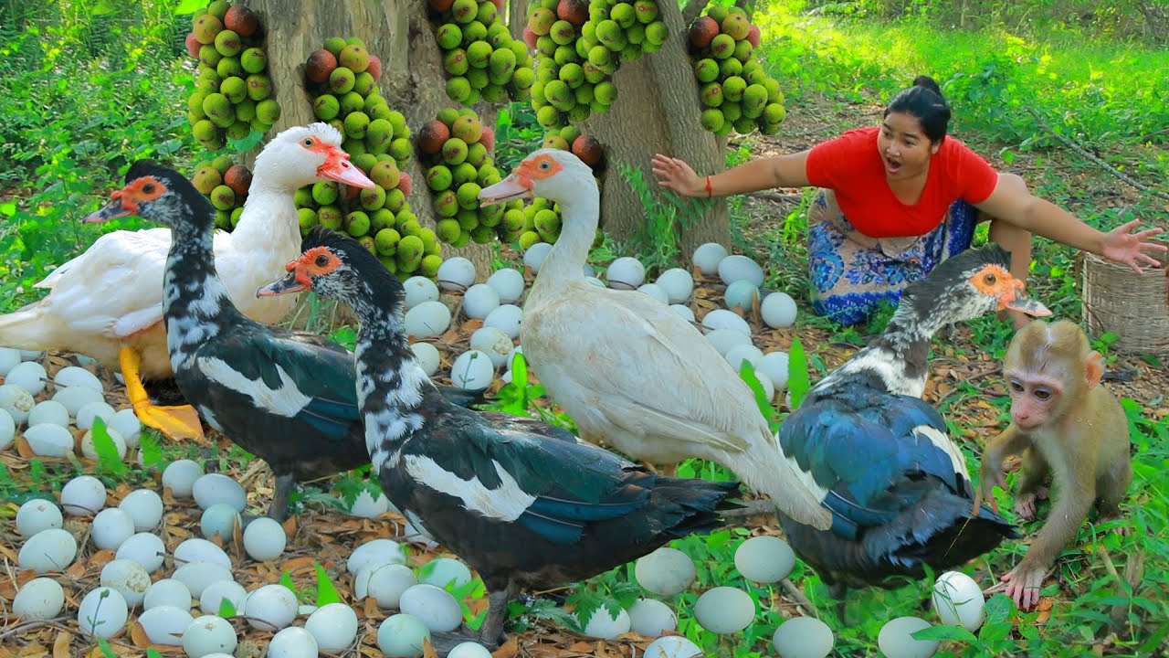 Women and Monkey Pick Duck egg forest  - Catch Duck egg for Cooking In the afternoon