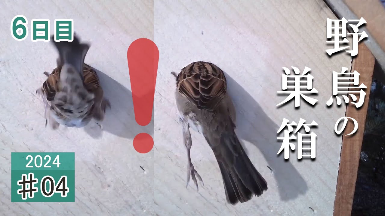 #04  【珍事】 巣穴にスズメの体が 設置6日目 エゾリス・ゴジュウカラ・シジュウカラ Bird Nest Box Camera 2023/11/30