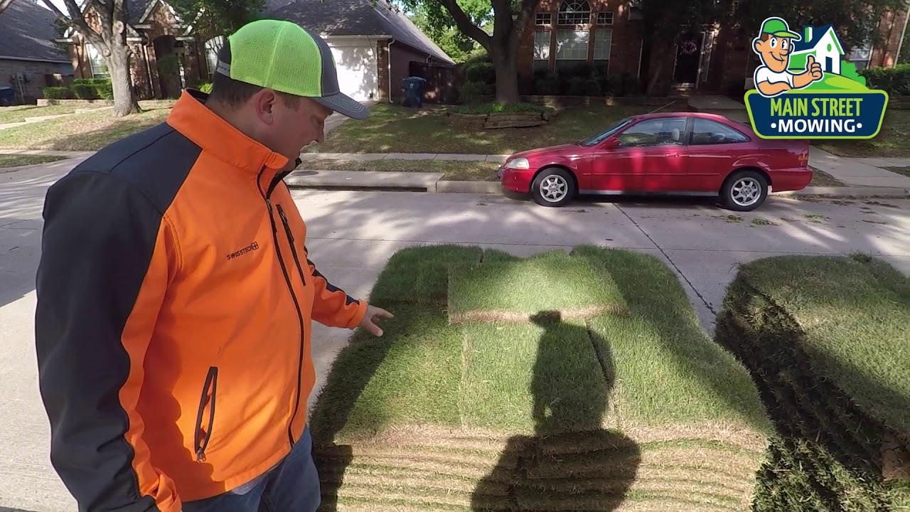 How To Install Zoysia Grass in Dallas