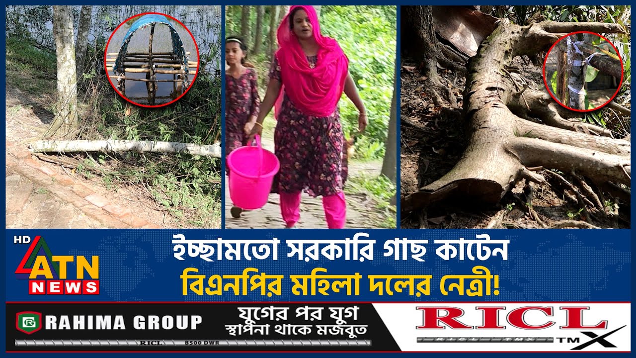 মোড়েলগঞ্জের লেডি ডনের তাণ্ডবে টিকছে না সরকারি গাছ! | BNP Lady Don | Laizunnahar Luchi | ATN News