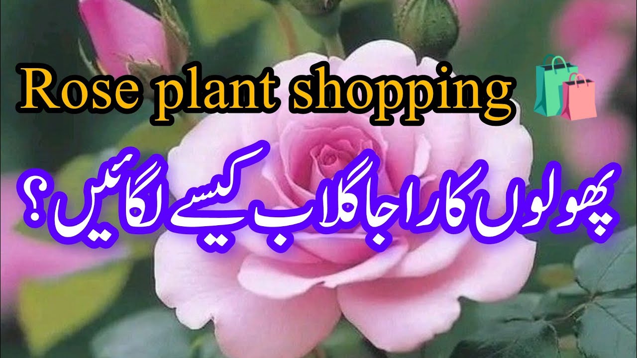 Plant shopping.Rose plants shopping.Soil mix & care about rose plant.How to care rose urdu/Hindi. .