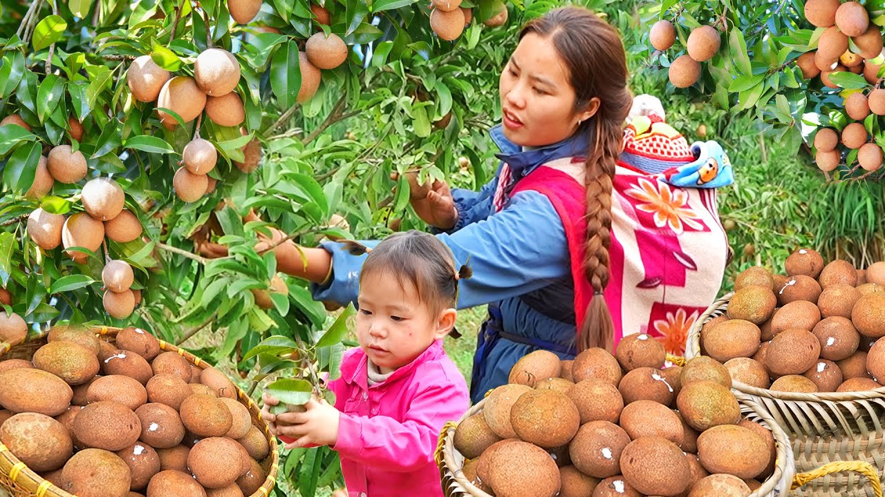 Single mom Harvests a giant sapodilla garden to sell at the market & Cook food