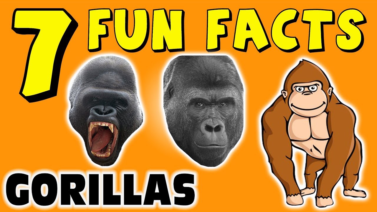 7 FUN FACTS ABOUT GORILLAS! GORILLA FACTS FOR KIDS! Learning Colors! Apes! LOL! Funny! Sock Puppet!