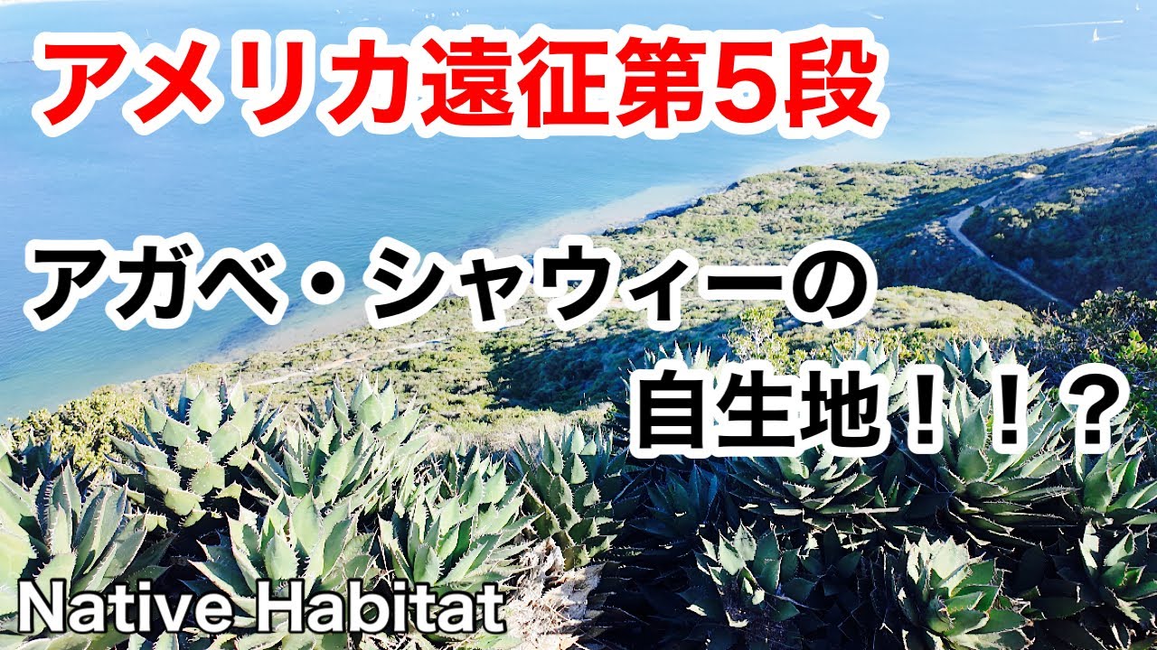 【アメリカ遠征】第5段アガベ・シャウィーの自生地に行ってきました！現地ではどのように生息しているのか！？