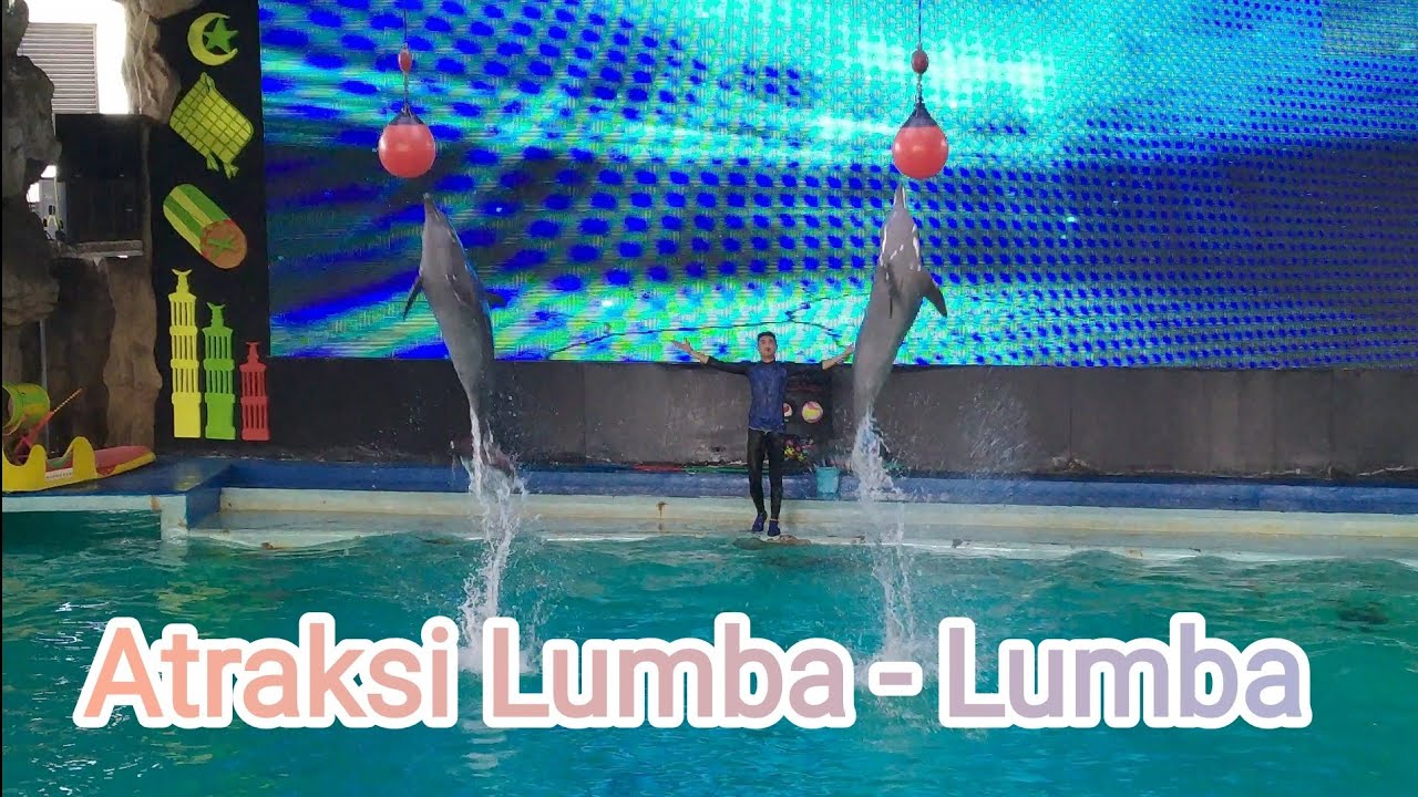 Atraksi Lumba-lumba || Dolphin