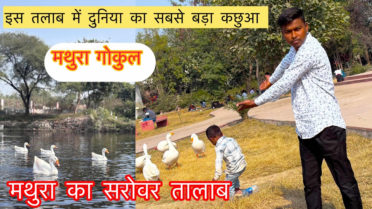 मथुरा का सरोवर तालाब  🫣इसमे में रहता दुनिया का सबसे बड़ा कछुवा 🫣मथुरा गोकुल 