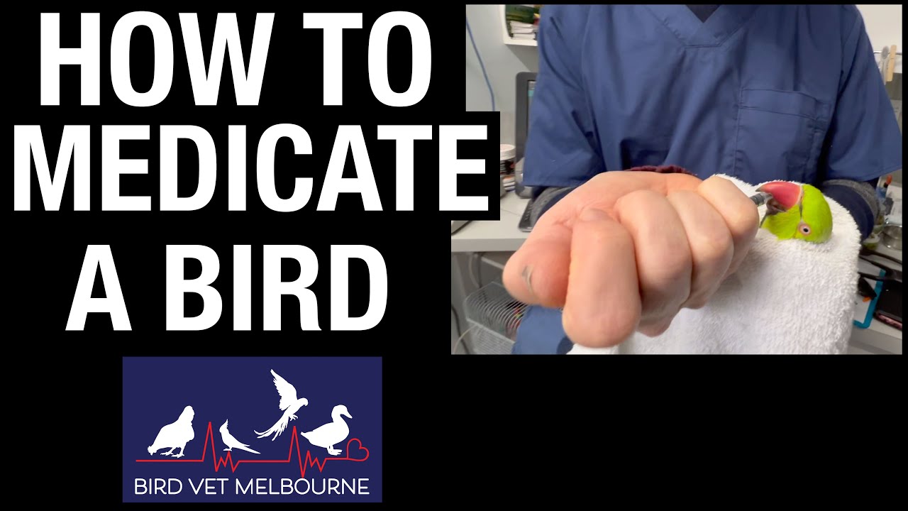 How to Safely Give Oral Medication to a Bird | Expert Tips from Avian Vet