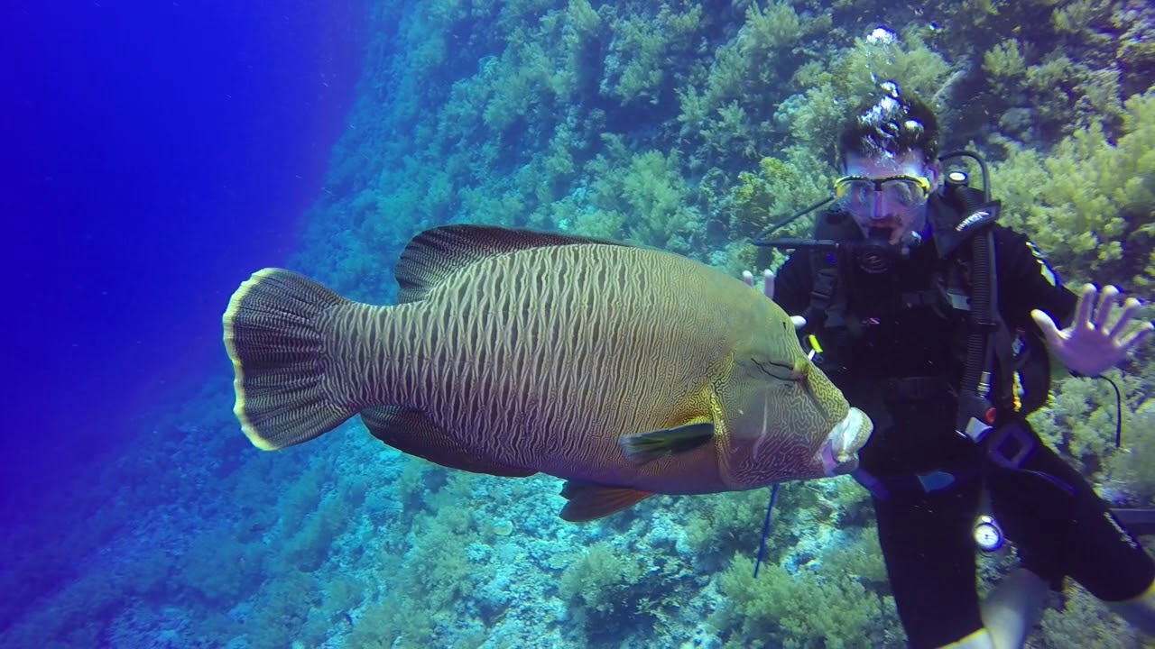 Buceo en el Mar Rojo Egipto - Ruta Sur. Club Triton Valladolid