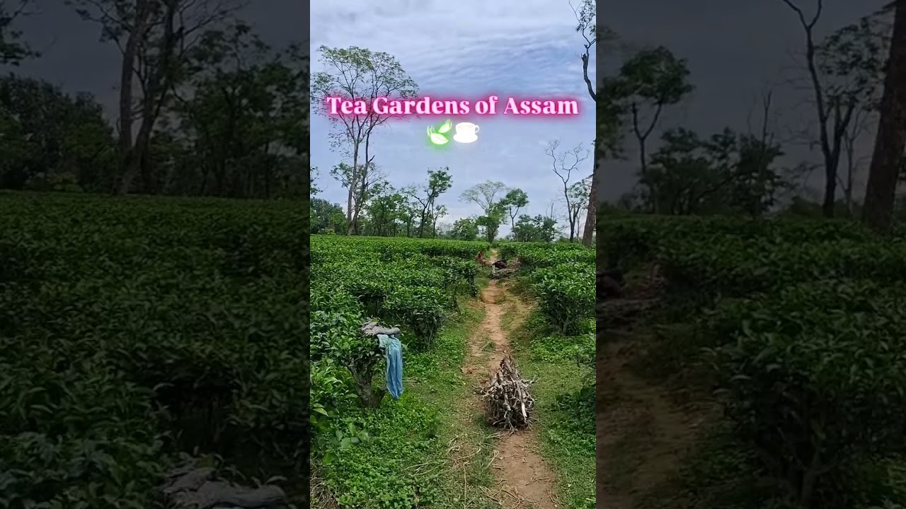 Doloo Tea Gardens 🍵🍃||Silchar Assam  #assamteagarden #tea #silchar  #youtubeshorts #trending #shorts