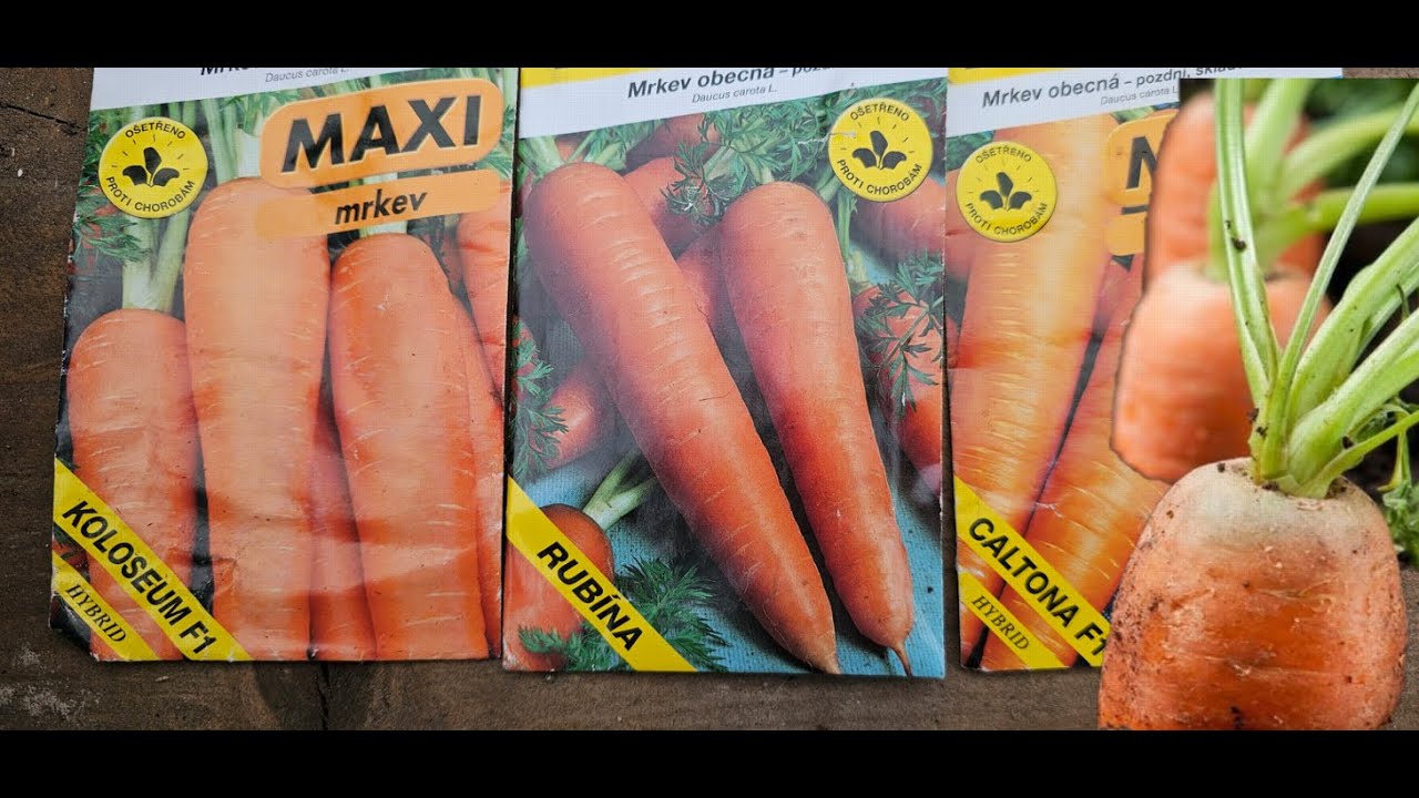 🥕 Předklíčená Mrkev a Sázení do Nádob? NEVĚŘÍŠ, ale FUNGUJE to! 🤯🌱