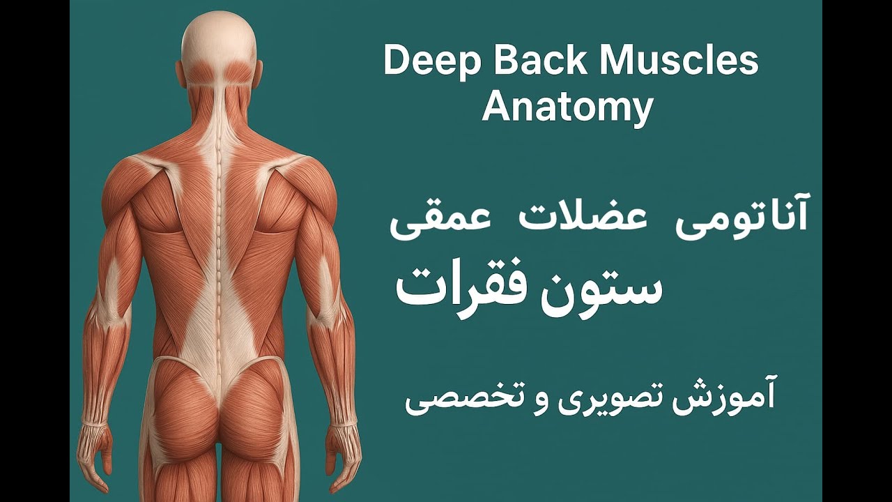 آناتومی عضلات عمقی پشت | آموزش تخصصی لایه‌های عمقی  |  Deep Back Muscles Anatomy