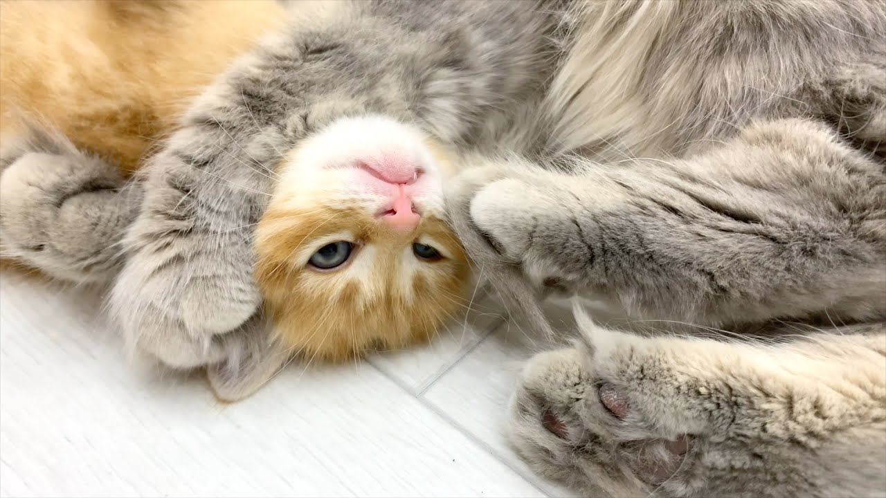 Мама кошка учит рыжего котенка прыгать с высоты, охотиться и ловить
