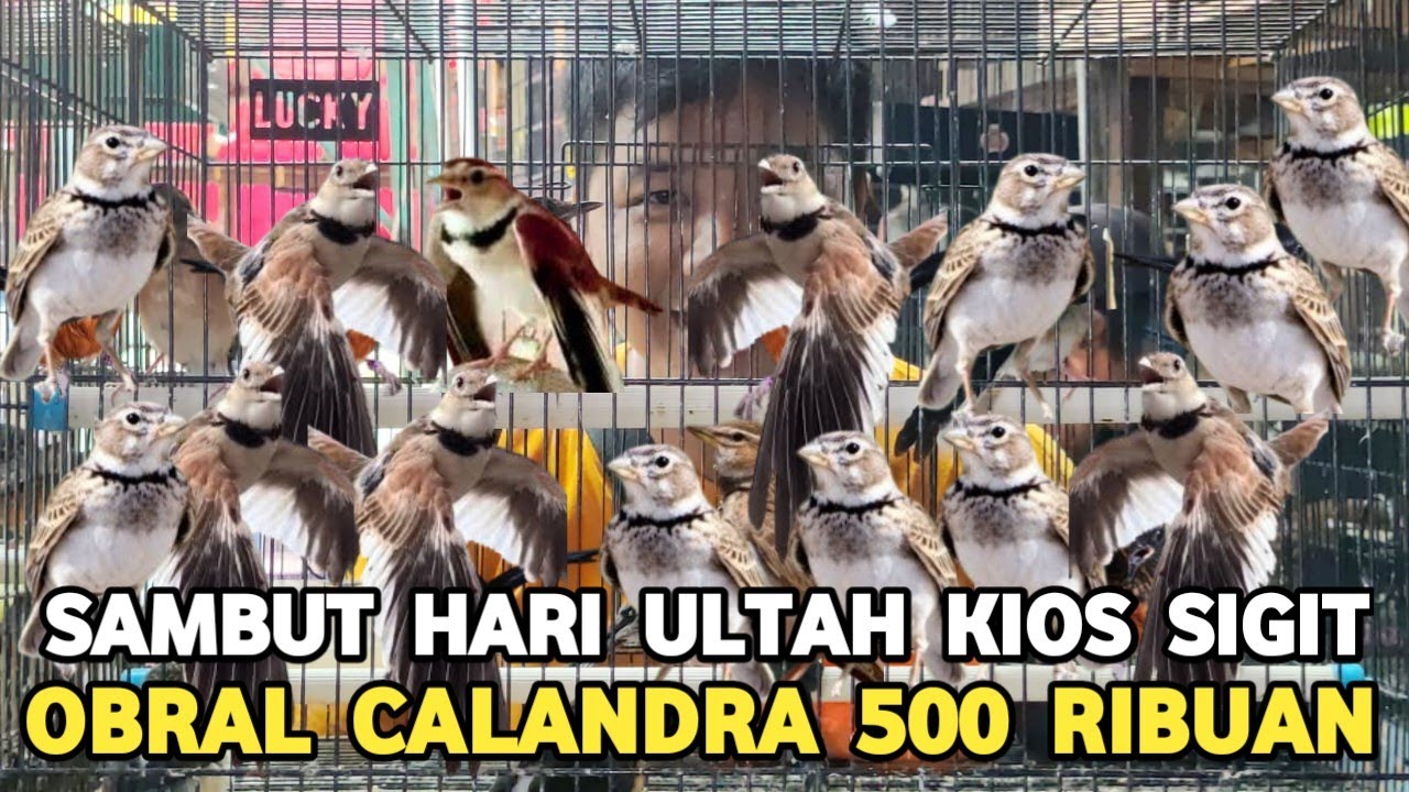 OBRAL CALANDRA  LARK..! IMPORTIR BISA NAIK PITAM YANG LAIN HARGA JUTAAN DISINI CUMA RATUSAN
