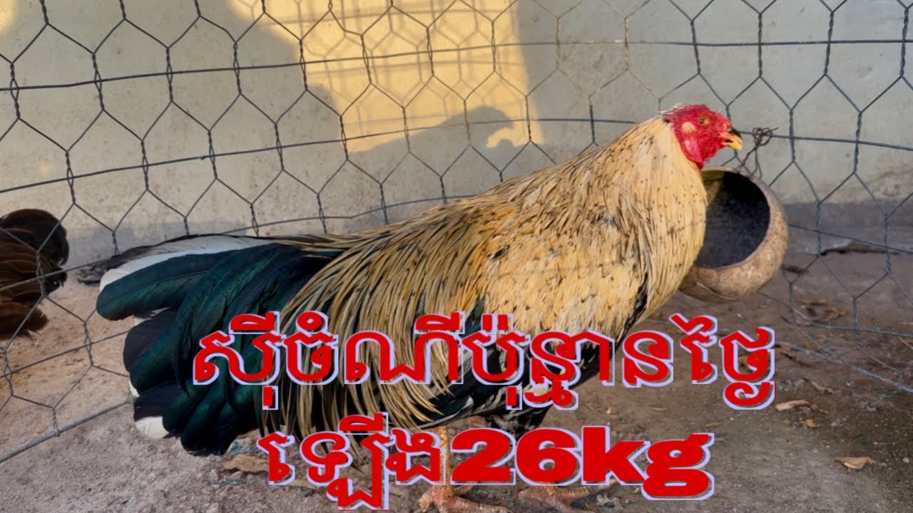 Part 65, សុីចំណីប៉ុន្មានថ្ងៃឡើង26kg#roosterchicken 