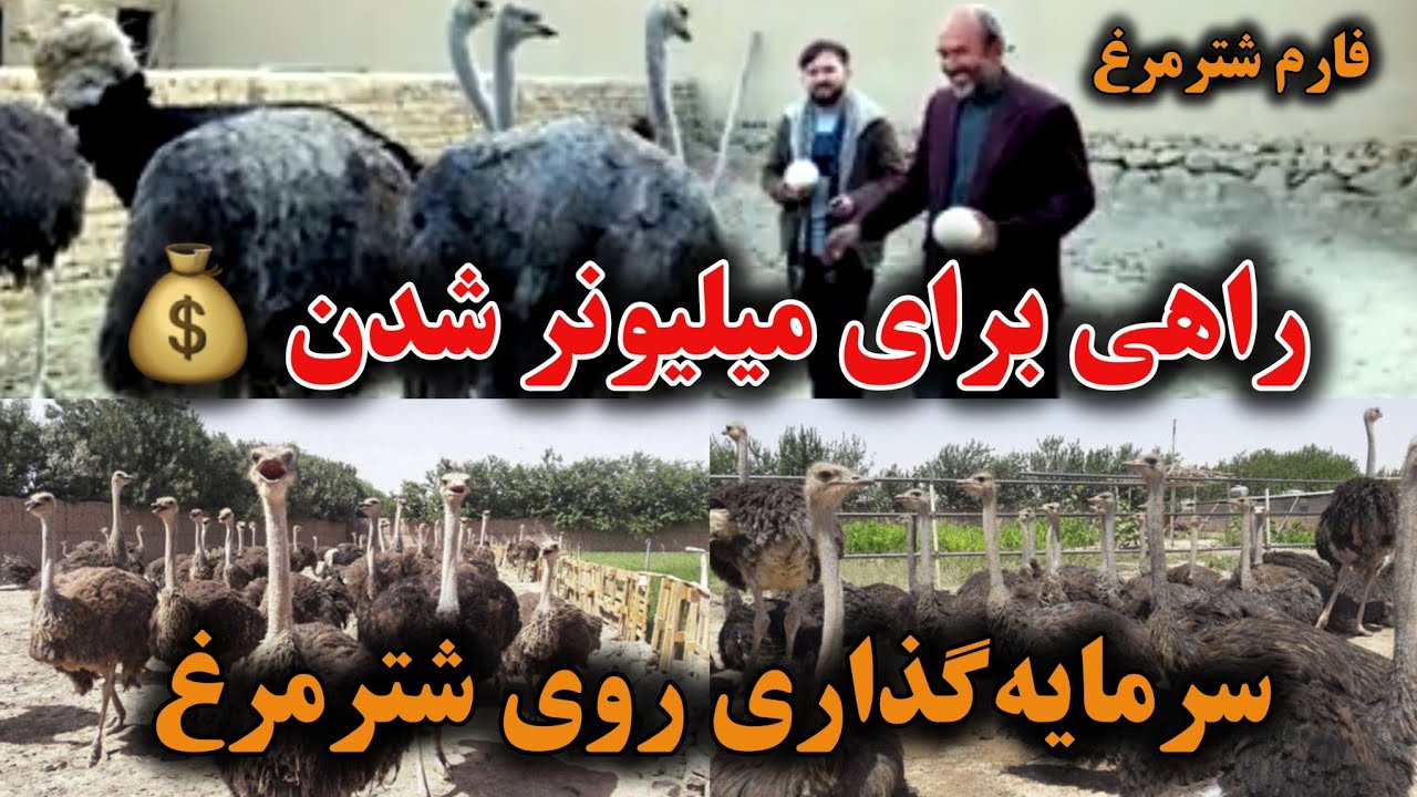 با فارم شتر مرغ میلیونر شوید | راه ثروت از اینجا آغاز می‌شود | فُرصت را از دست ندهید