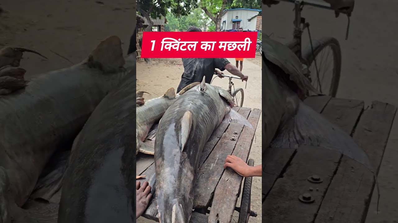 1-Quintal Fish Found in Gandak River, Arrived in Bihar from Nepal! nepal news