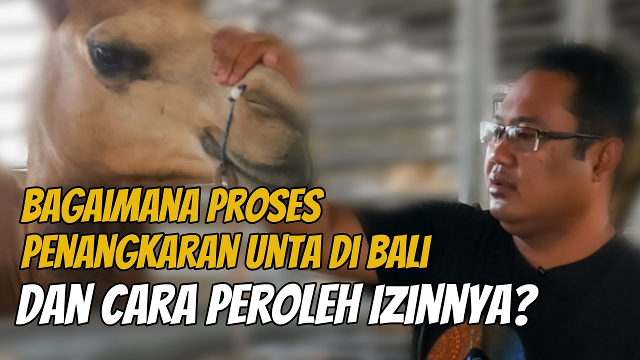 Intip dan Cari Tahu Proses Penangkaran Unta di Bali dan Cara Dapat Izinnya