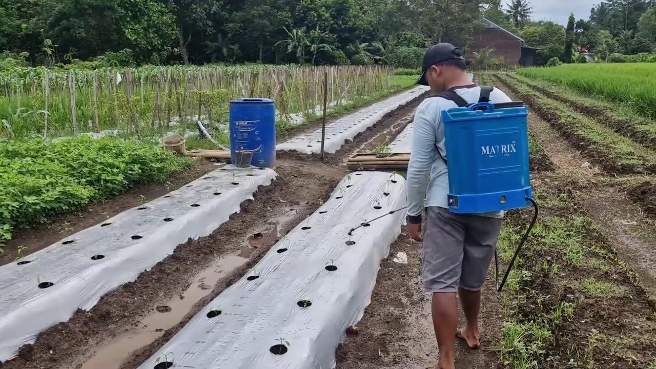 THE SECRET BEHIND A CONSISTENT CHILI HARVEST – THE PERFECT FERTILIZER STRATEGY REVEALED-farming tips