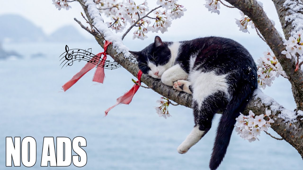 12 часов успокаивающей музыки для кошек🐈Нежная фортепианная колыбельная для сна и тревоги🎹Без реклам