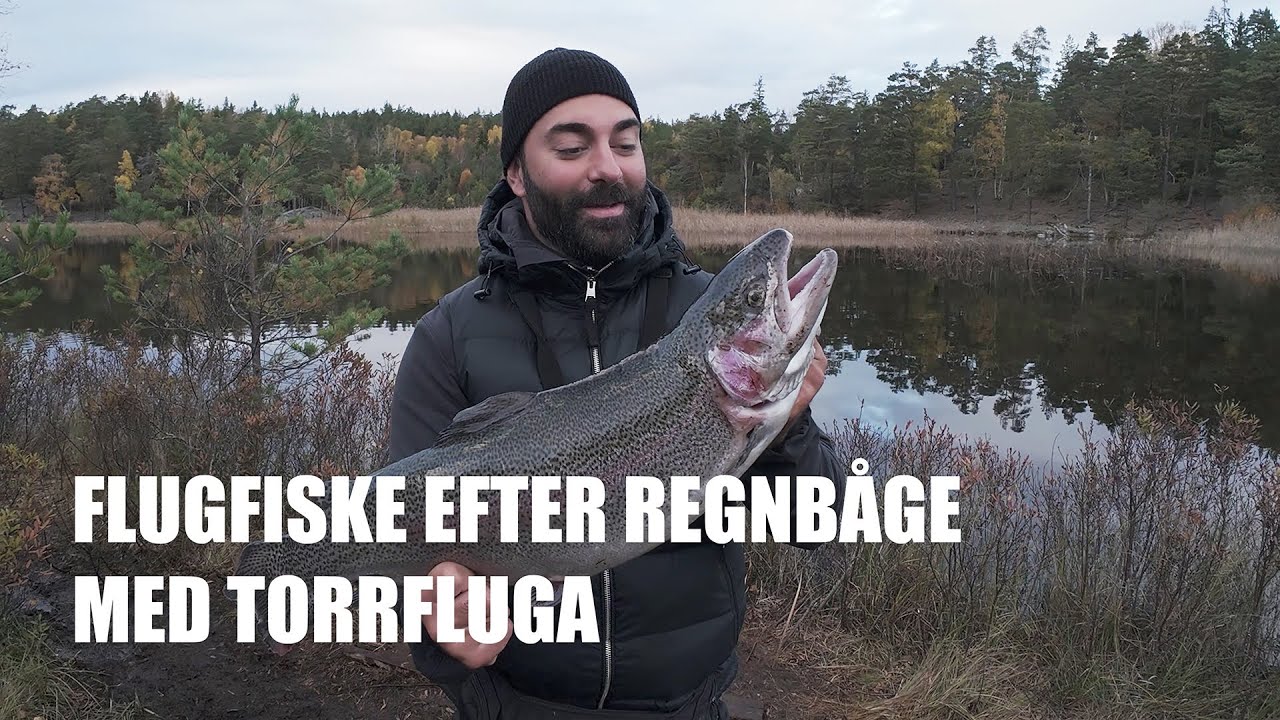 Flugfiske efter regnbåge med torrfluga | Fiskefokus