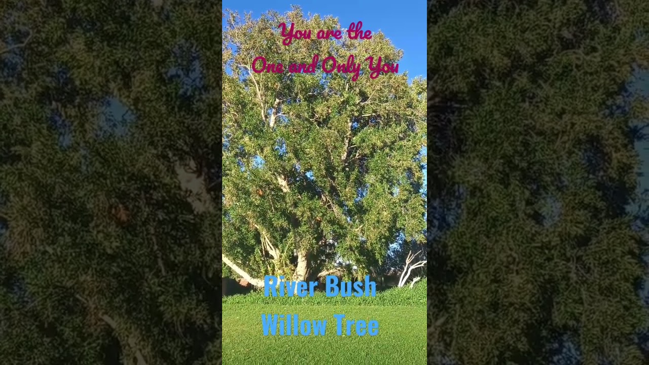 River Bushwillow Tree - My Favourite Tree Most beautiful Tree. Wait till you see the Autumn Leaves