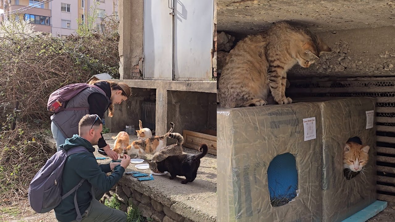 The Cat Colony Thanks Me for Their New Cozy Shelters! | Love Street Cats