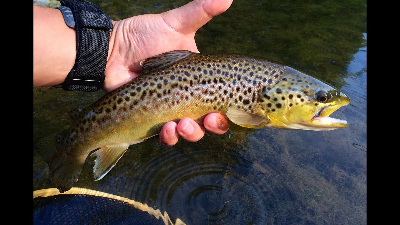 W4F - Fly Fishing "Summer Tailwater and Spring Creeks"