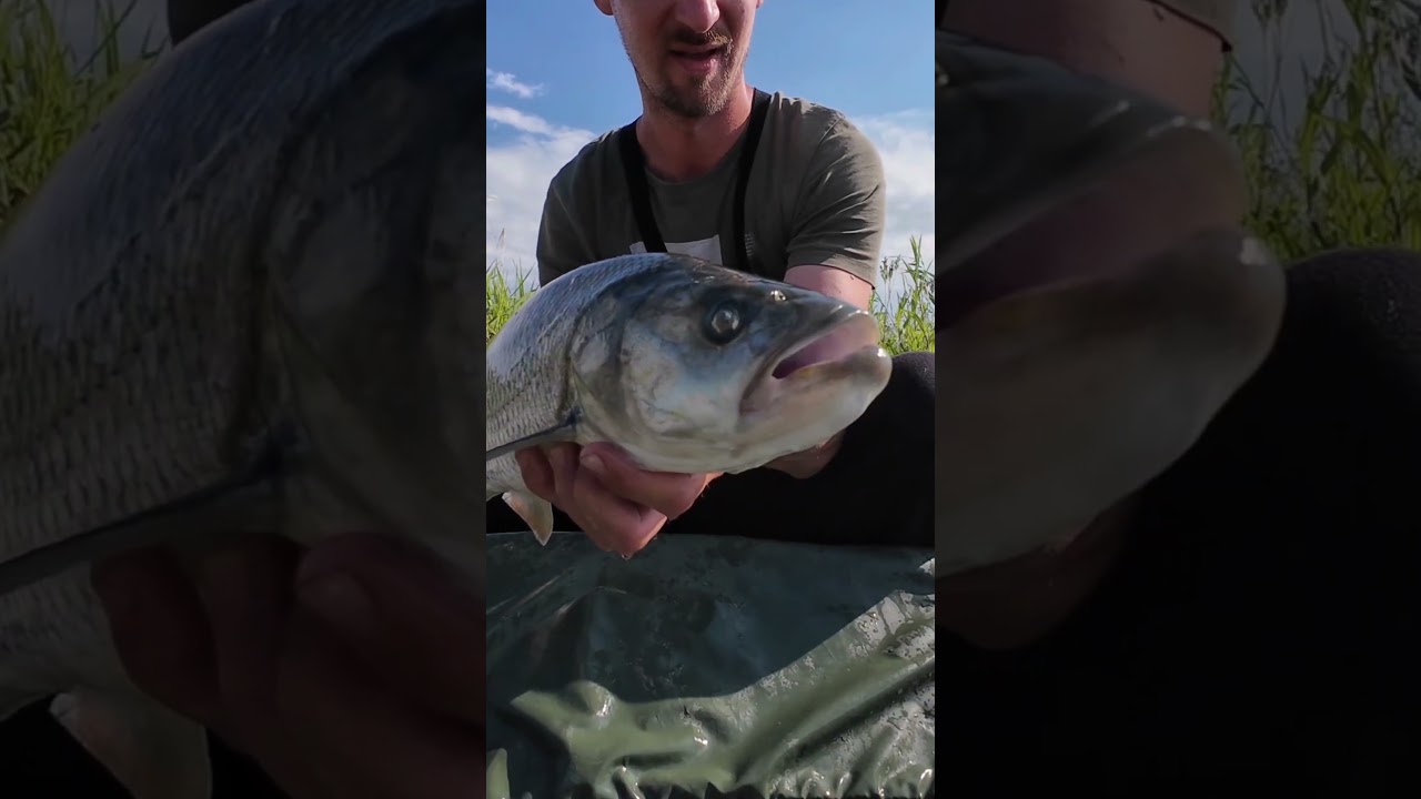FISHING /Boleň Dravý /ŽIDOVKY 