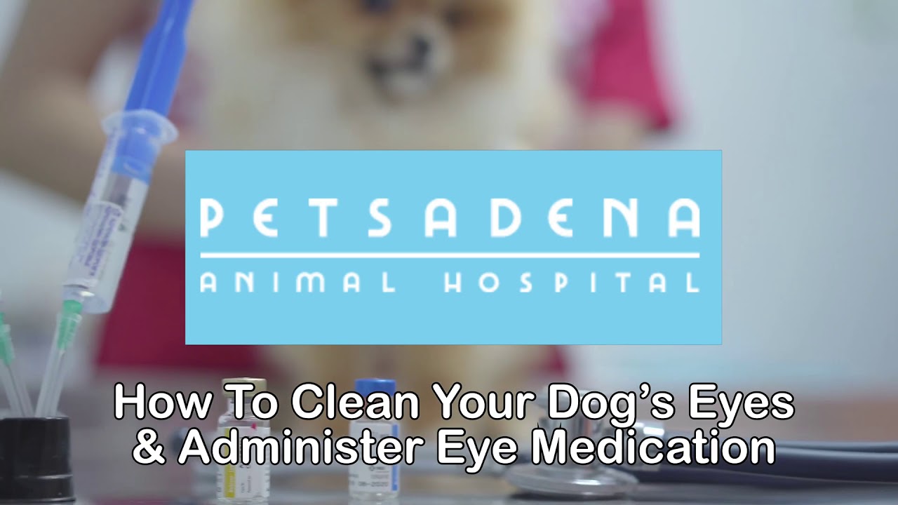 How To: Clean Your Dog&rsquo;s Eyes and Administer Eye Medications At Home