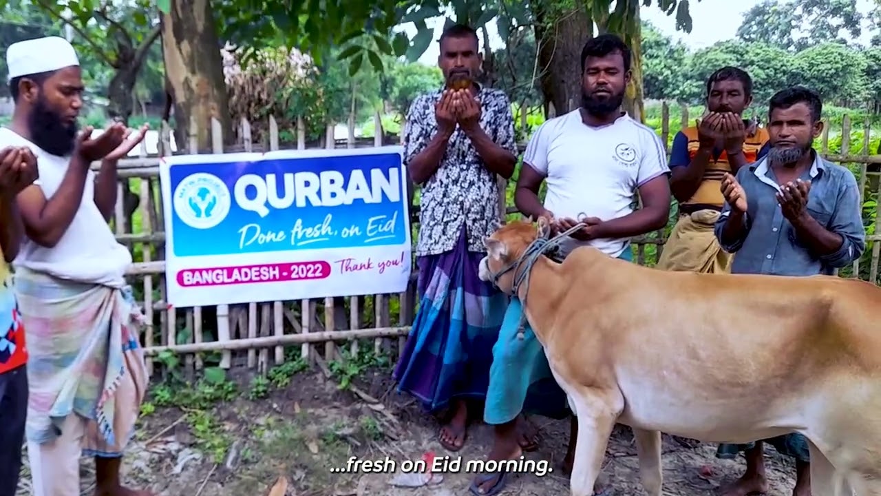 Donate a cow to impoverished families this Eid al Adha