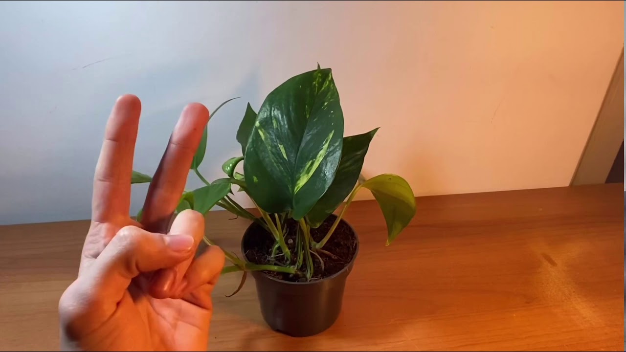 Come coltivare il Pothos.