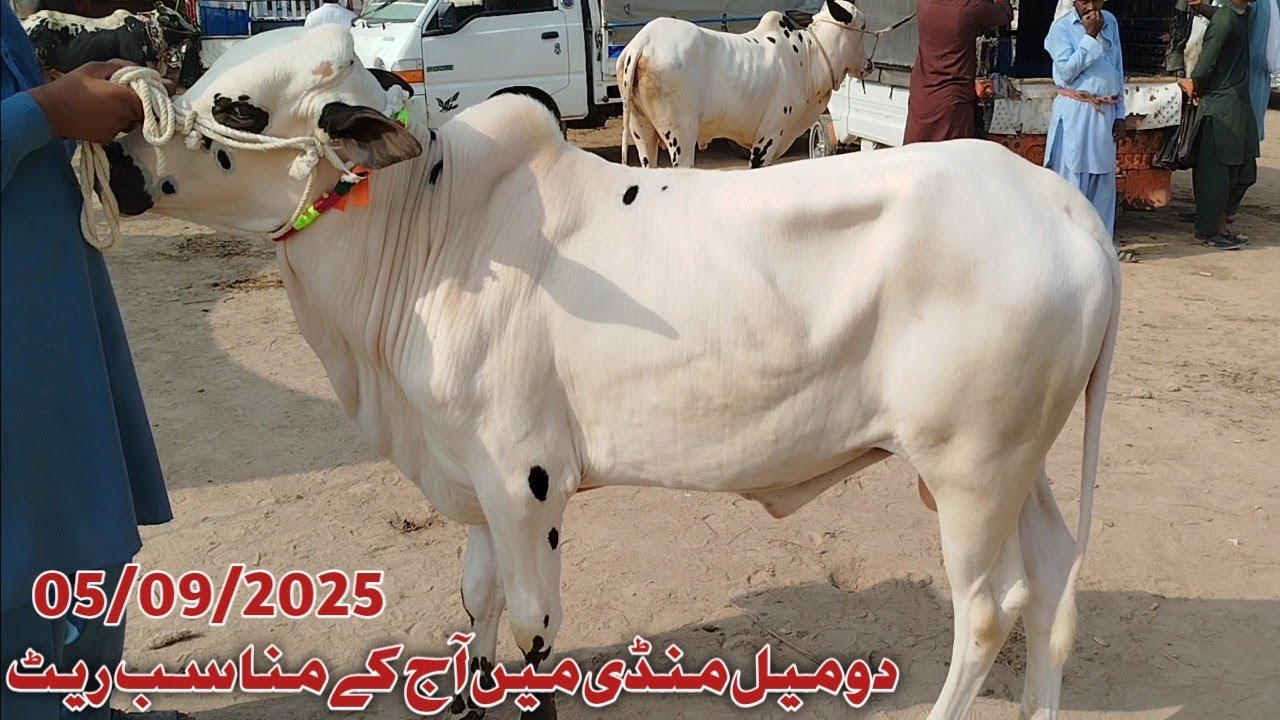 Today Domail Mandi 5/9/2025 Latest Fatehjangi Rate's Update (@Wahbullcrazy )Taxila Mandi Bakra Mandi