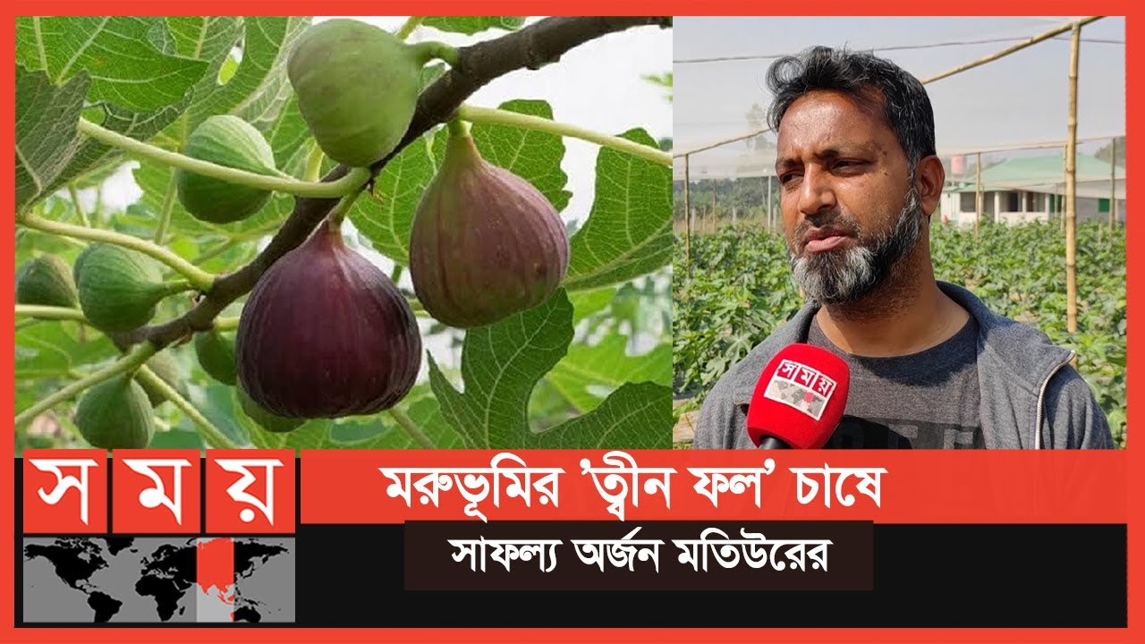 Exclusive: পবিত্র কুরআনে বর্ণিত ত্বীন ফলের বাণিজ্যিক খামার বাংলাদেশে | Tin Fruit | Somoy TV