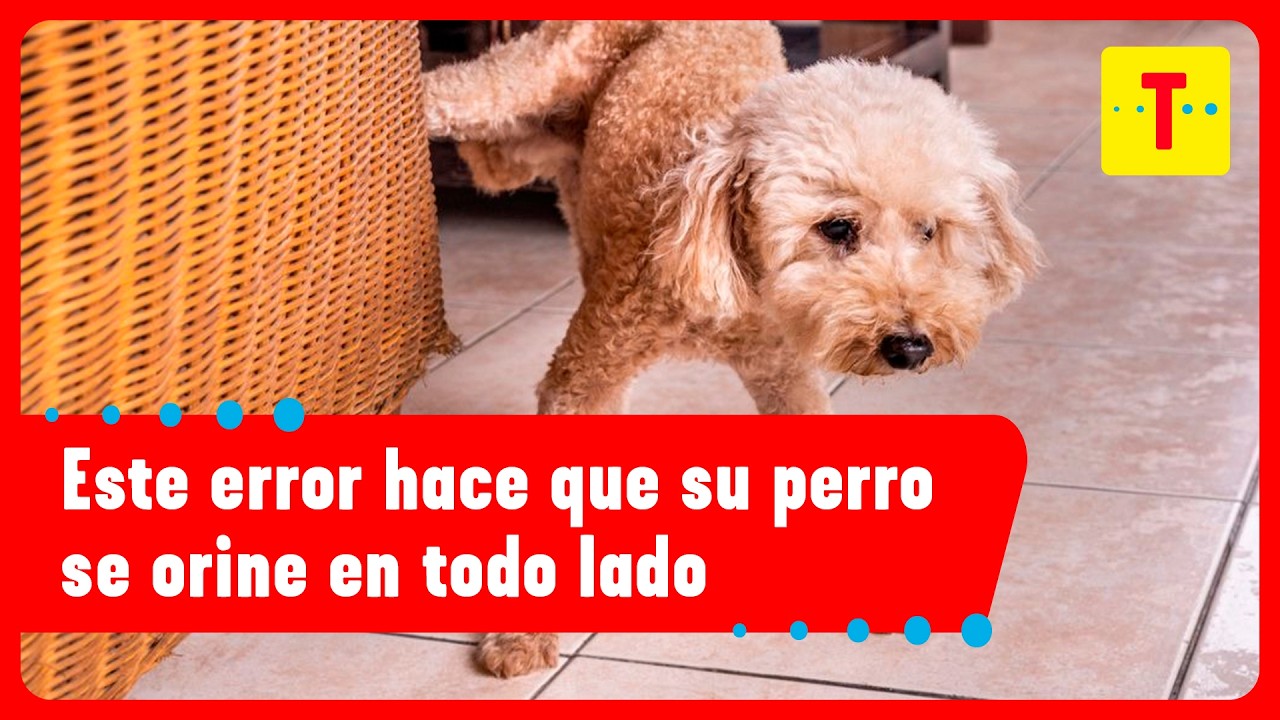 ¿Su mascota se ORINA en TODO LADO? Checho Vet explica las verdaderas razones | Cómo Amaneció