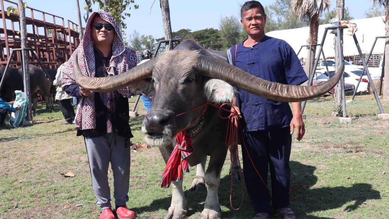 เซียนโหน่ง กะต่าหมาก เว้าเรื่องขวัญควาย เวลาไปเลือกซื้อมาเลี้ยง เแบบใด๋เป็นมงคล แบบใด๋บ่เป็นมงคล