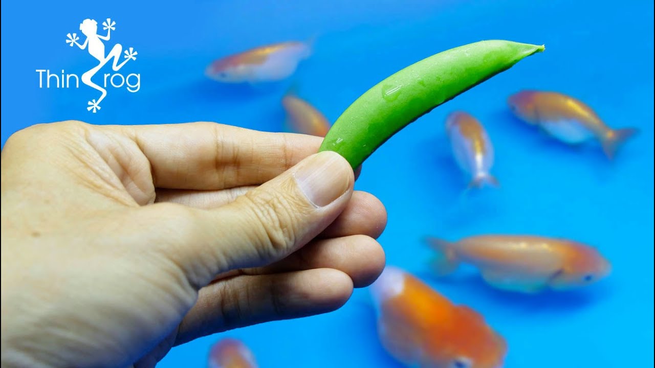 Feeding Goldfish with Green Peas