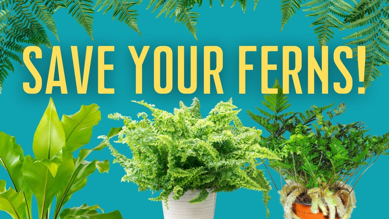 🌿 How to Keep Ferns Alive Indoors | Boston, Bird’s Nest, Maidenhair & More | MOODY BLOOMS