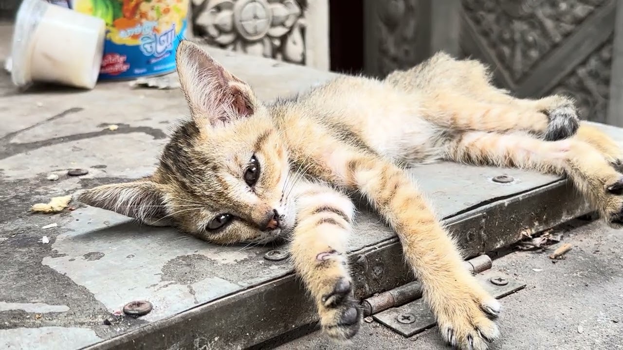 Lovely is Kitty.🐈‍⬛ #rabbit #cat #kitten #babydog #monkey #cute #babypet #babyanimal #shortvideo 