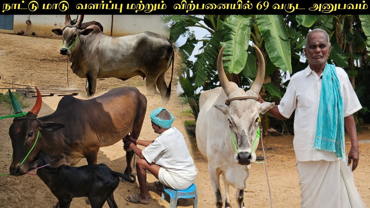 நாட்டு மாடு  வளர்ப்பு மற்றும்  விற்பனையில் 69 வருட அனுபவம் | CK Cattle Farm Muthur