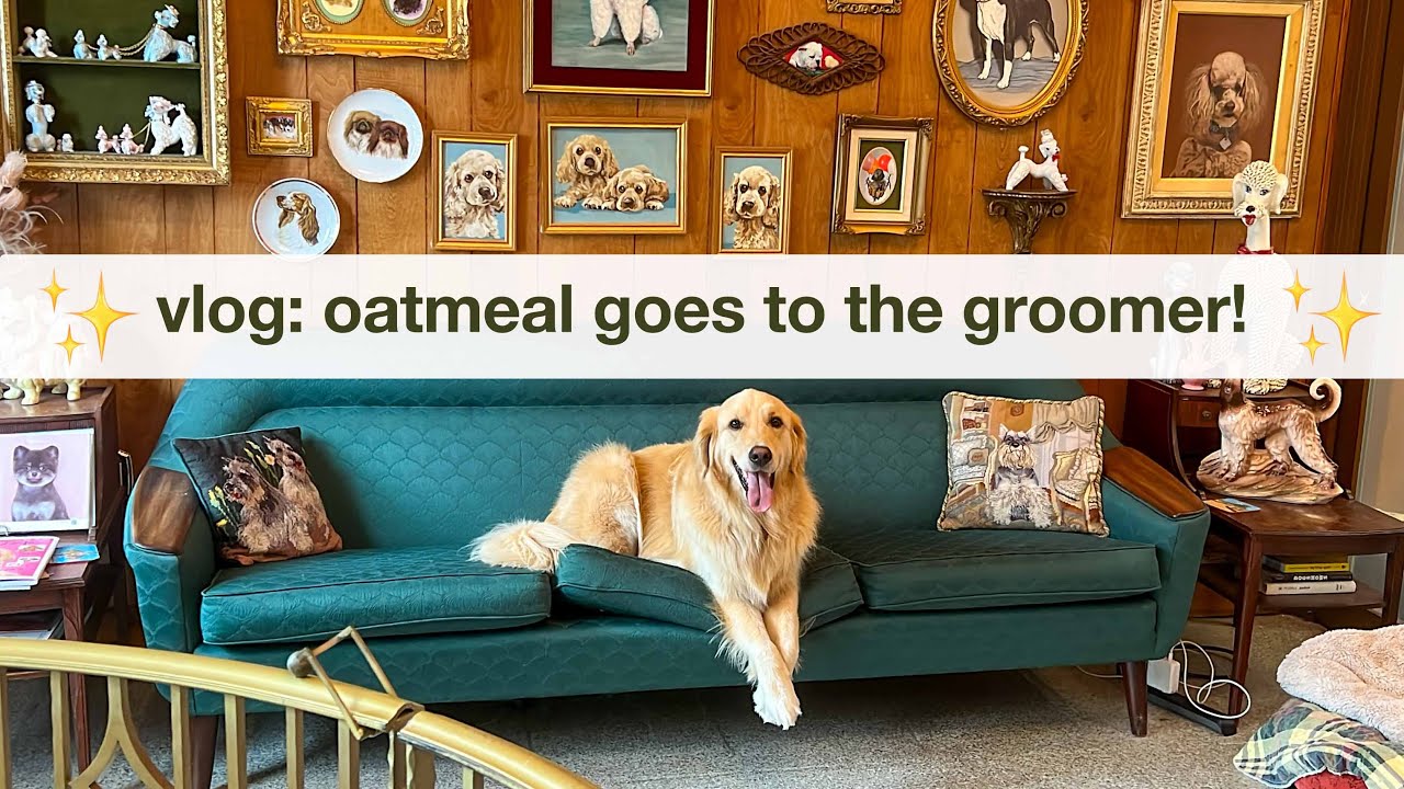 Vlog: Oatmeal goes to Jess Rona grooming in Los Angeles! I run errands while he gets all glammed up.