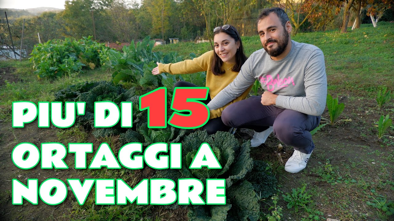 ORTO DI NOVEMBRE 🥬🥦 COSA COLTIVARE?